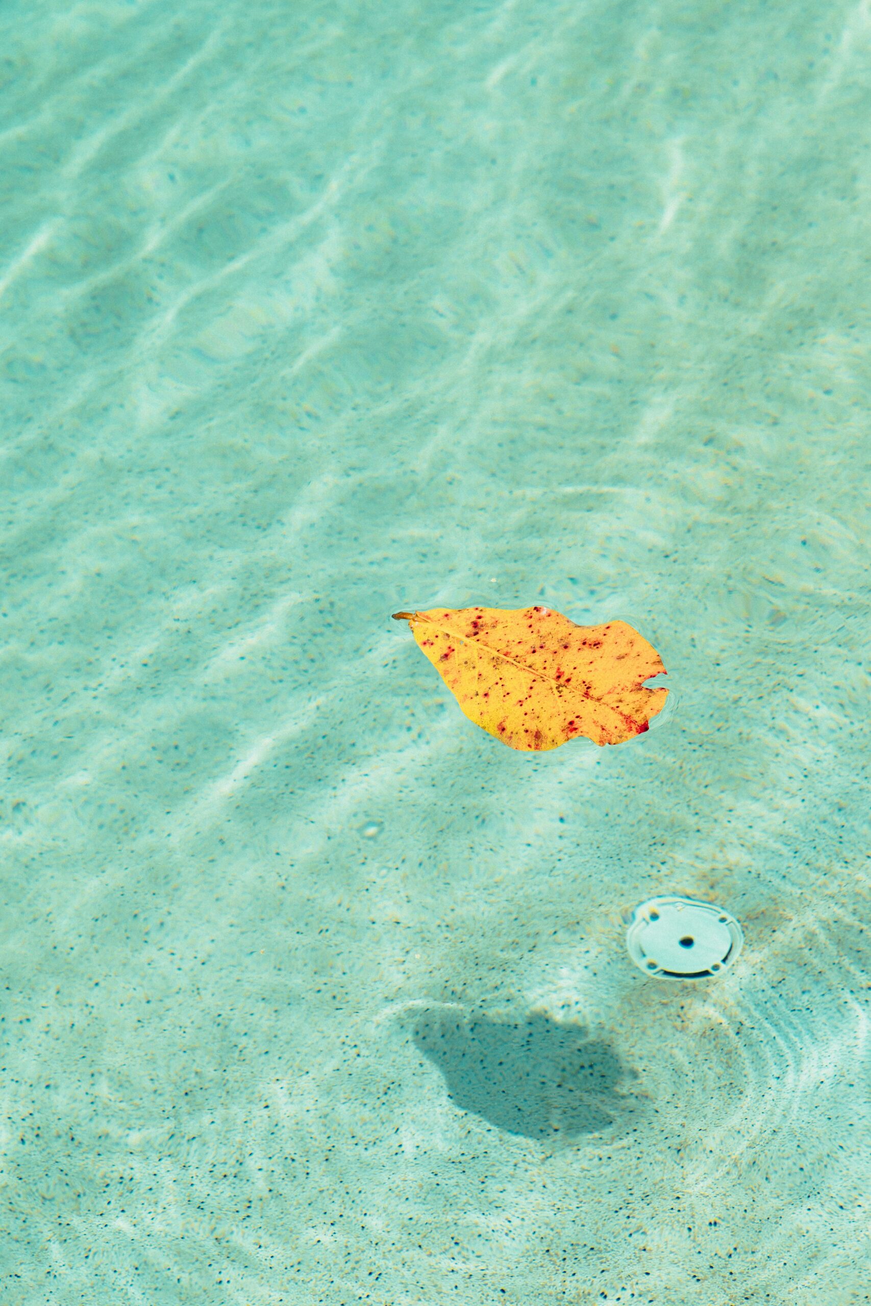 Falling leaves from Oak and Pecan trees ruin pool chemistry and stain plaster. Learn how our Austin pool cleaning service prevents tannin damage.
